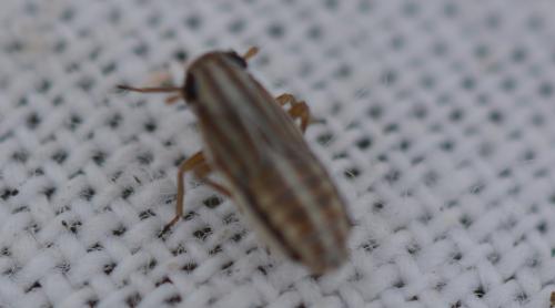 Eurybregma nigrolineata
